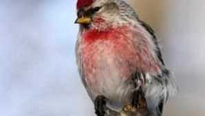 Chechenka pták - malý, ale velmi krásná stvoření!